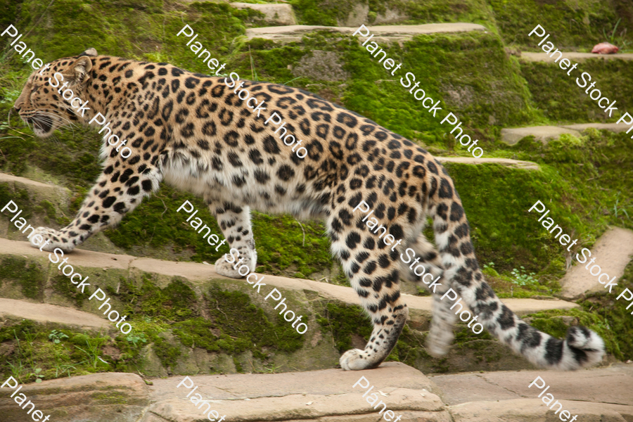 Leopard Photographed at the Zoo stock photo with image ID: 25175f1a-9270-47a5-b847-a7ce91266e1a