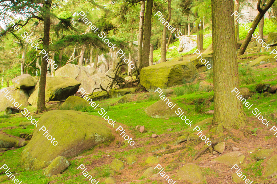 Trees on a rocky terrain stock photo with image ID: 36883e99-f51d-47eb-b165-9457a6ac6572