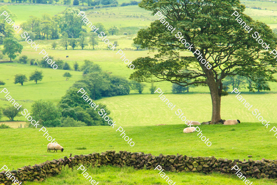 A grassy field with trees and sheep stock photo with image ID: 564fc325-f333-4c3b-938e-5fa4dc1746e0