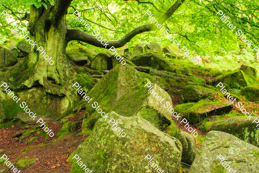 Tree on rocky terrain stock photo with image ID: 610f6ff3-b8a6-4c49-b40f-7f99655eab55