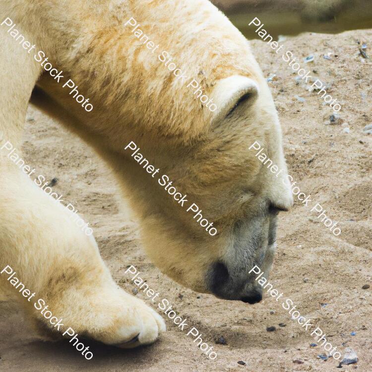 Polar Bear in Sand stock photo with image ID: 66f628b6-2c76-4569-97e1-8b8ff6bcc503