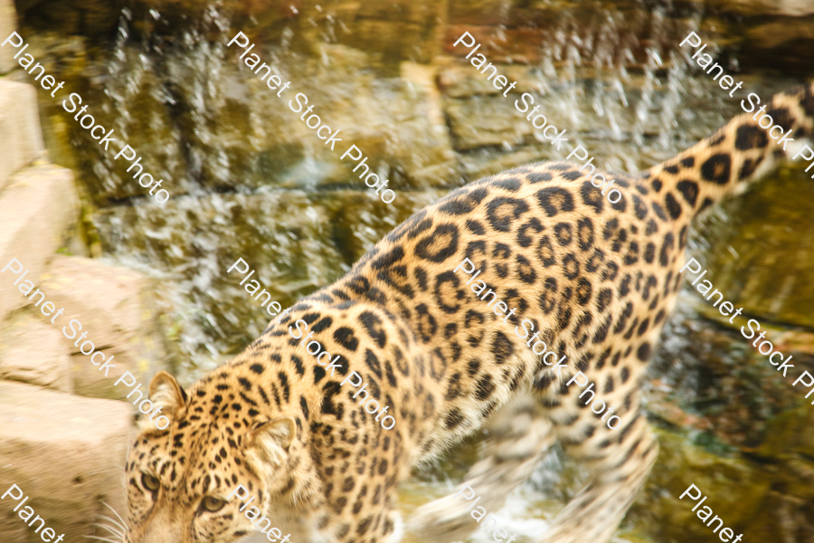 Leopard Photographed at the Zoo stock photo with image ID: 685e5658-a43b-4560-a1b9-5d42e47c7c94