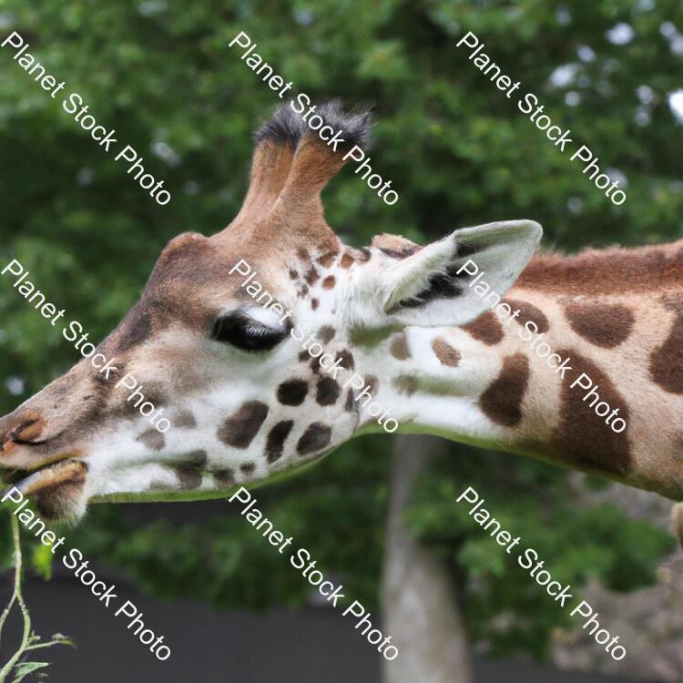 Giraffe stock photo with image ID: 7d375e93-87ea-4121-b98d-2cdeee6722fa