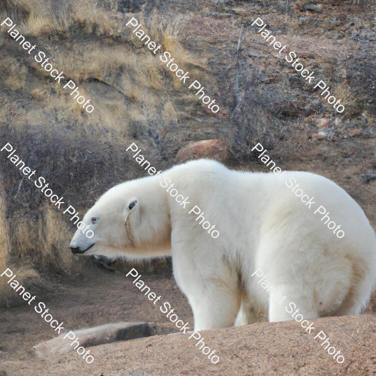 Polar Bear in Desert stock photo with image ID: 8afcbdab-50c2-44ba-8908-e7fd79921395