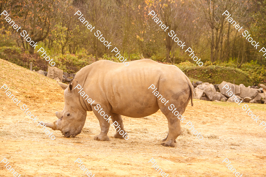 Rhinoceros Photographed at the Zoo stock photo with image ID: 9116ecb1-1d2a-4ada-b704-1d3fef6c4614