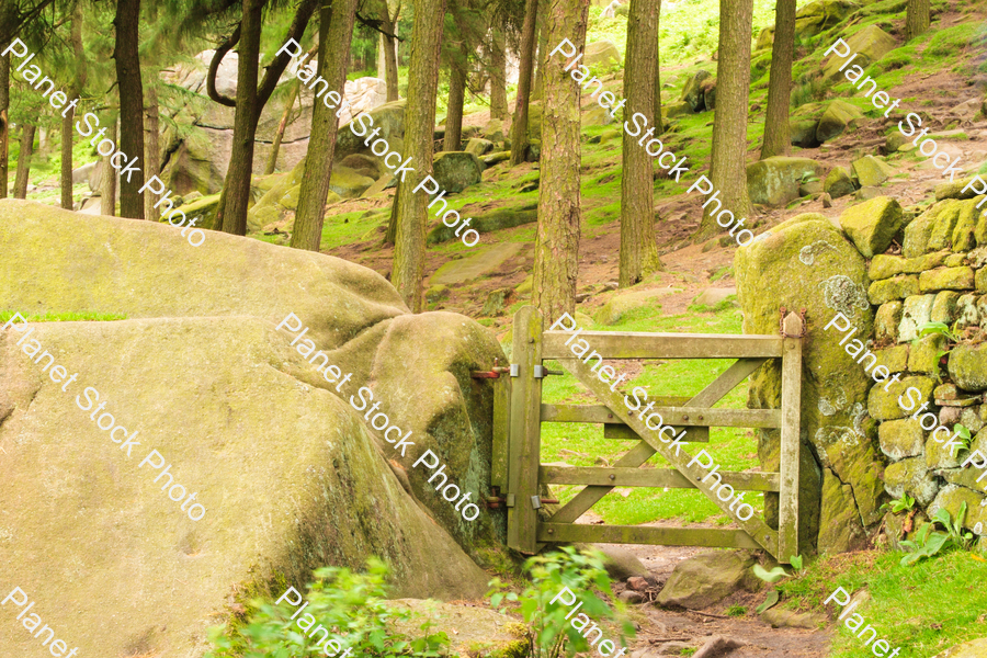 Trees on a rocky terrain stock photo with image ID: 99b658d0-6319-473d-be61-6d7aba59d326