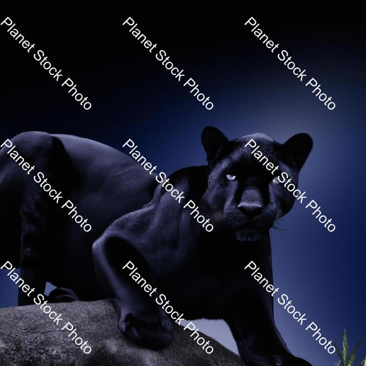 Panther at Night stock photo with image ID: ac60f93a-e8a8-41a6-ac85-215c69e7ef1e