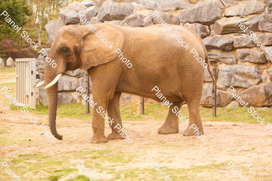 Elephant Photographed at the Zoo stock photo with image ID: b940c70f-33d3-475f-a421-ee8b2b9bb590