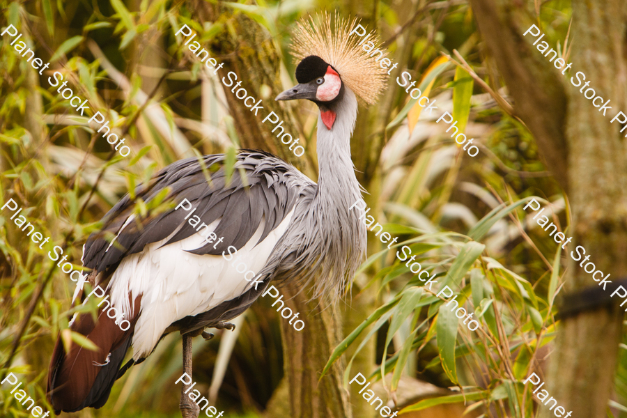 East-African Crowned Crane stock photo with image ID: ba3e2f7f-ef0d-4f70-a000-5289f5cd529d