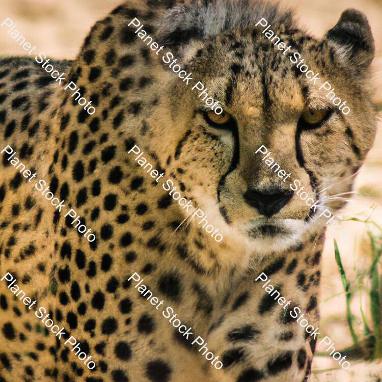 Cheetah stock photo with image ID: c4e11503-1a60-4635-93fb-b3dbe051d7f2
