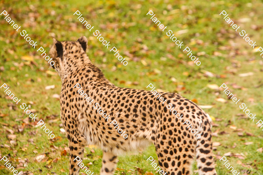 Cheetah Photographed at the Zoo stock photo with image ID: c6df3ba5-d0e4-4641-af29-ad2141ef2c44