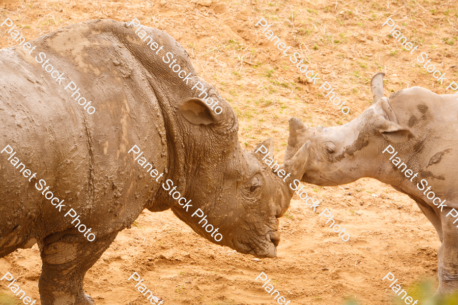 Two Rhinoceroses Photographed at the Zoo stock photo with image ID: c99a84ad-a47a-4405-a979-b37e53142d72