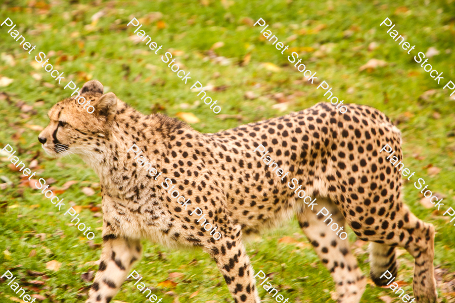 Cheetah Photographed at the Zoo stock photo with image ID: cbfa47ed-d8ed-4340-b90b-7fa0833a4d3d