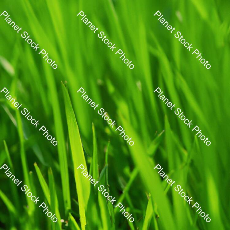 Grass stock photo with image ID: cd2d60bc-476d-4d15-97db-6ecf8563e432