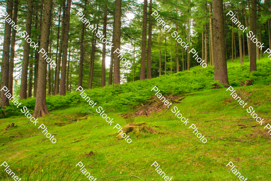 Trees on a grassy terrain stock photo with image ID: cfcb5abf-2da7-42f5-9160-936dbca6e837