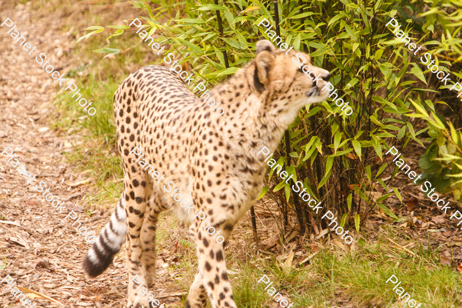 Cheetah Photographed at the Zoo stock photo with image ID: d7221895-0410-4abc-99b2-1df838981af3