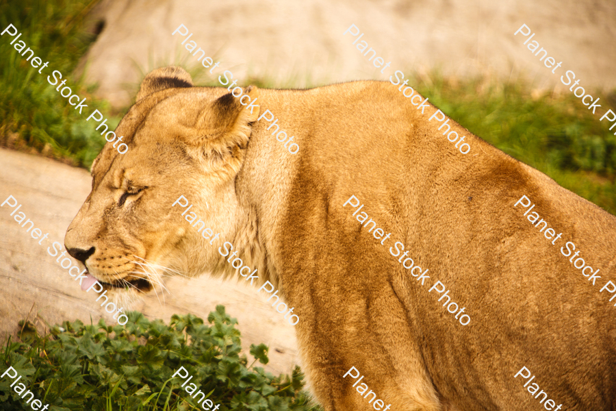 Female Lion (Lioness) Photographed at the Zoo stock photo with image ID: d75bc22d-78ea-41a4-aeec-f99e13fab486