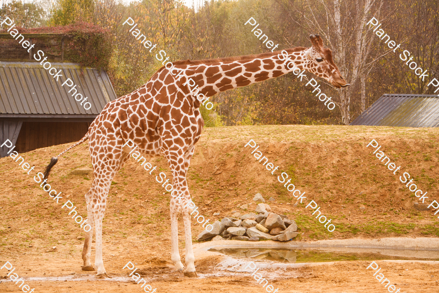 Giraffe Photographed at the Zoo stock photo with image ID: ee316fb2-d6b4-4c0a-bbc4-333ad9f982aa