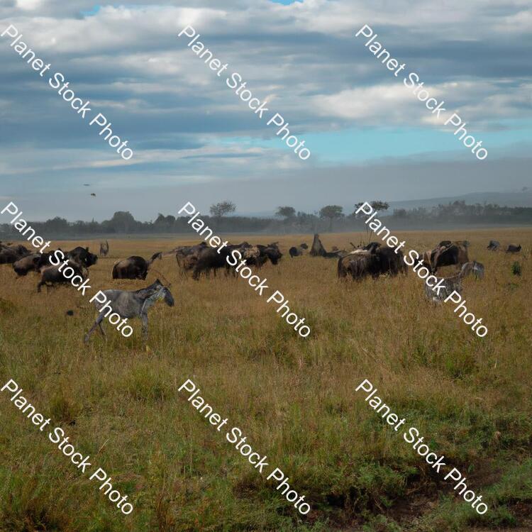 Various Wildlife in an African Safari stock photo with image ID: f5faff02-ef60-4e06-87e3-84bf1bcb46fa