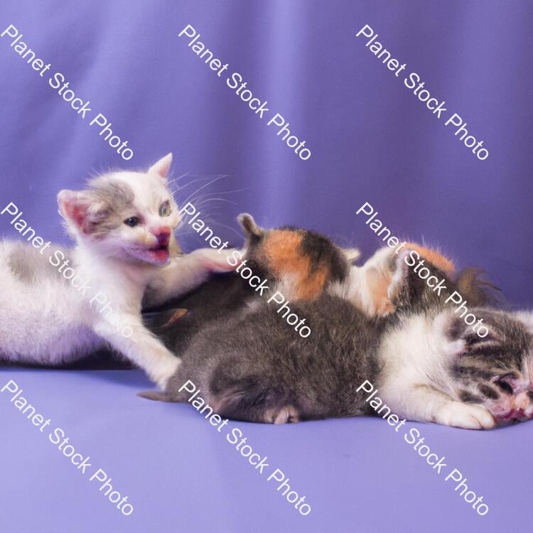 Cats stock photo with image ID: fc858087-1a29-4e0b-8478-4a77fdb6cce8