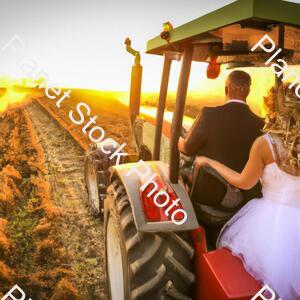 A Newly Married Couple Driving a Tractor Through the Grain Field Towards the Horizon at Sunset stock photo with image ID: 0d2f1e43-8282-43bc-a20d-0e5e2c7d1b6a