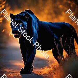 Panther at Night stock photo with image ID: 1d4c351a-78b2-43c1-bf98-6d4b6861c0c8