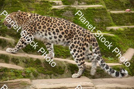 Leopard Photographed at the Zoo stock photo with image ID: 25175f1a-9270-47a5-b847-a7ce91266e1a