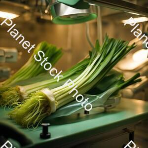 Leek in Operating Room stock photo with image ID: 39e3ae04-a8dd-4516-8da7-35d094a514a4