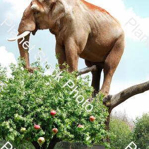 Big Elephant on an Apple Tree stock photo with image ID: 60a81797-2f26-444d-8c3c-a6905d81966d