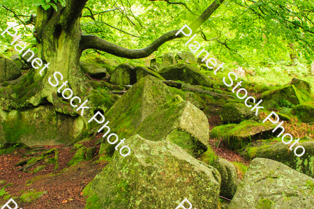 Tree on rocky terrain stock photo with image ID: 610f6ff3-b8a6-4c49-b40f-7f99655eab55