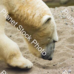 Polar Bear in Sand stock photo with image ID: 66f628b6-2c76-4569-97e1-8b8ff6bcc503