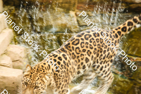 Leopard Photographed at the Zoo stock photo with image ID: 685e5658-a43b-4560-a1b9-5d42e47c7c94
