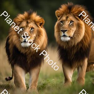 Lions stock photo with image ID: 69248b8f-d6b9-4391-825d-a8513b5f2c76