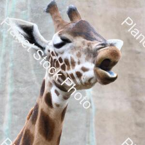 Giraffe stock photo with image ID: 7710938d-f64d-4efc-908c-4ebfceabddc2