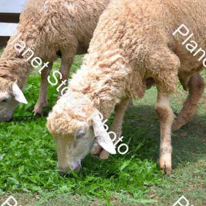 Sheep Eating Grass stock photo with image ID: 774bfb20-431e-4764-9fd5-a53360e0583a