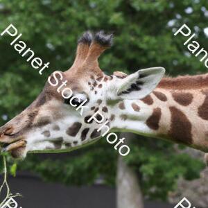 Giraffe stock photo with image ID: 7d375e93-87ea-4121-b98d-2cdeee6722fa