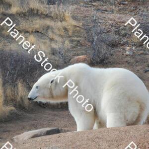 Polar Bear in Desert stock photo with image ID: 8afcbdab-50c2-44ba-8908-e7fd79921395