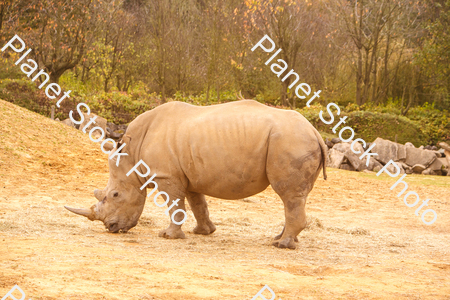 Rhinoceros Photographed at the Zoo stock photo with image ID: 9116ecb1-1d2a-4ada-b704-1d3fef6c4614