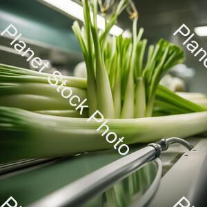 Leek in Operating Room stock photo with image ID: 9994ea3c-bb7c-4e2d-904e-a891abe6ce3d