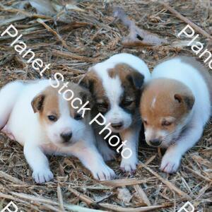 Puppies stock photo with image ID: 9b00a173-d779-4b4f-96e4-be2c4709f9a5