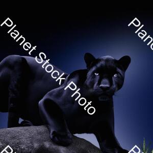 Panther at Night stock photo with image ID: ac60f93a-e8a8-41a6-ac85-215c69e7ef1e