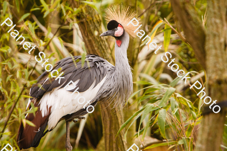 East-African Crowned Crane stock photo with image ID: ba3e2f7f-ef0d-4f70-a000-5289f5cd529d
