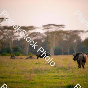 Various Wildlife in an African Safari stock photo with image ID: c0bb6337-7bdf-4c14-b2da-a49f5d0a8e10