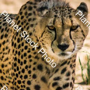 Cheetah stock photo with image ID: c4e11503-1a60-4635-93fb-b3dbe051d7f2
