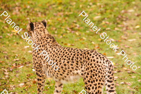 Cheetah Photographed at the Zoo stock photo with image ID: c6df3ba5-d0e4-4641-af29-ad2141ef2c44