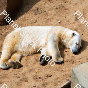 Polar Bear in Sand stock photo with image ID: c70e9452-c41f-4072-80ea-b776f6246553