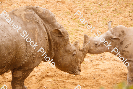 Two Rhinoceroses Photographed at the Zoo stock photo with image ID: c99a84ad-a47a-4405-a979-b37e53142d72