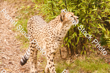 Cheetah Photographed at the Zoo stock photo with image ID: d7221895-0410-4abc-99b2-1df838981af3