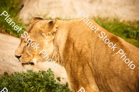 Female Lion (Lioness) Photographed at the Zoo stock photo with image ID: d75bc22d-78ea-41a4-aeec-f99e13fab486