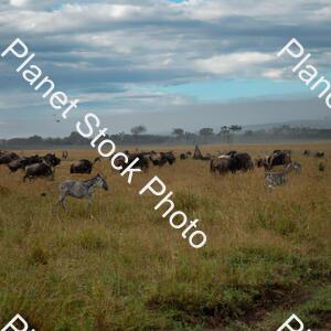 Various Wildlife in an African Safari stock photo with image ID: f5faff02-ef60-4e06-87e3-84bf1bcb46fa